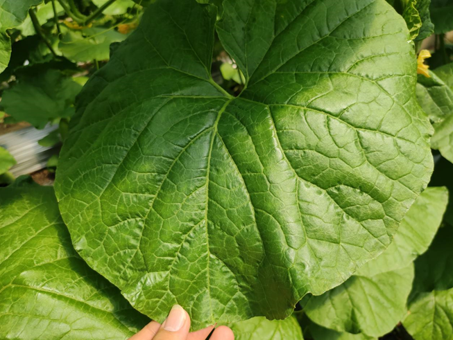 司普沃進口水溶肥怎么樣？專業(yè)技術(shù)老師來解答。