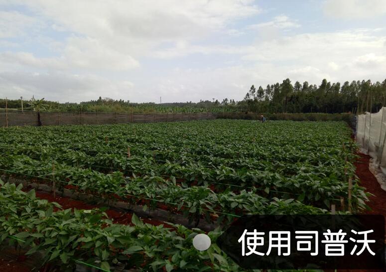 水溶肥的神奇奧秘，作物黃化也能治