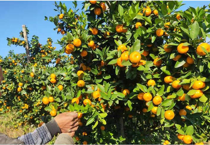 水溶肥廠家告訴你，腐植酸水溶肥有什么用