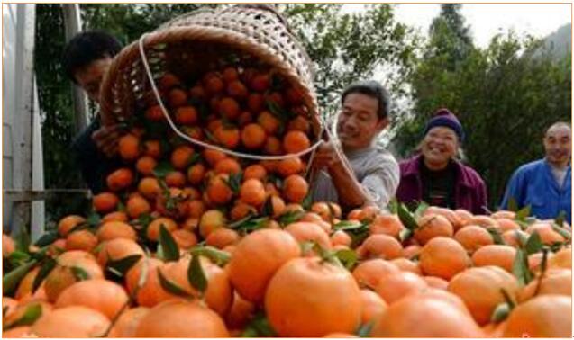 用對磷酸二氫鉀 讓你的作物成為別人家羨慕的對象！