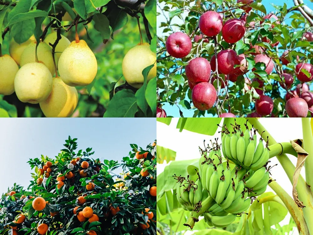 磷酸二氫鉀的幾個神奇組合方案，讓你的作物成為別人家羨慕的對象？