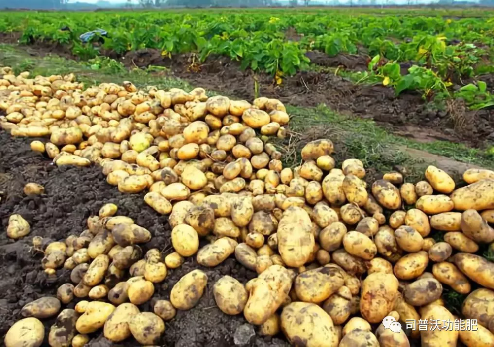 含腐殖酸的水溶肥料為什么能讓客戶贊不絕口？