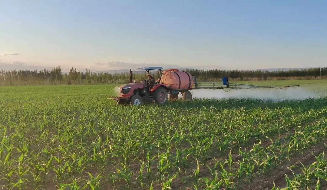 如何防止玉米倒伏？做好這三點*關(guān)鍵?。?！