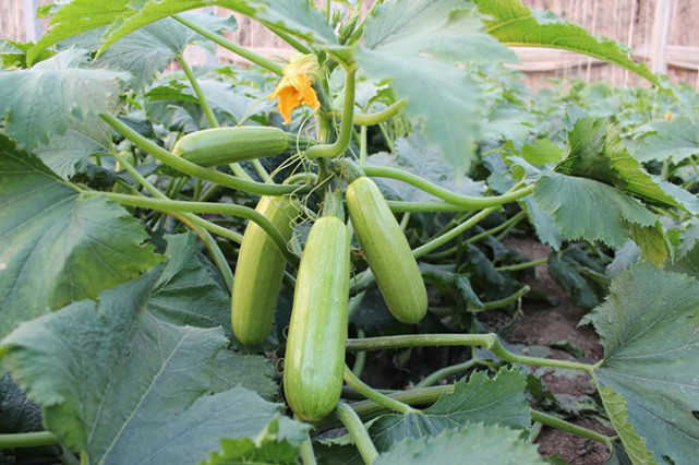 西葫蘆死苗，不知道是什么原因，司普沃來幫您！