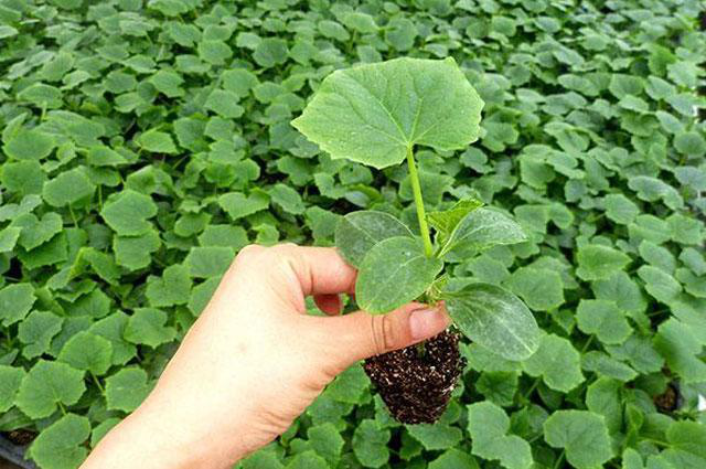 越夏黃瓜旺長徒長怎么辦?司普沃教您一招有效解決。