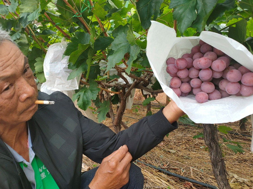 葡萄干筋怎么辦？司普沃叫你一招有效預防和解決