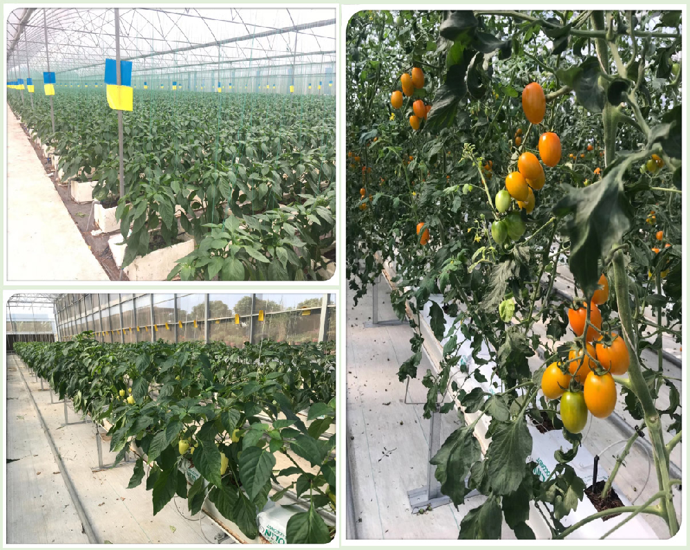 番茄早疫病害怎么辦！原來是這個原因