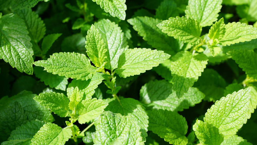 薄荷該怎樣提高產(chǎn)量，司普沃來為大家科普高產(chǎn)種植技術(shù)