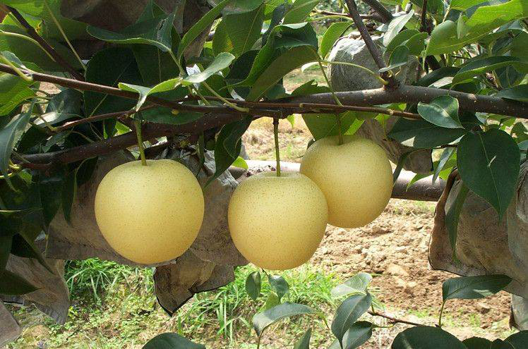 黃冠梨發(fā)生雞爪病，不知道發(fā)病原因和預防措施，來看看司普沃的這篇文章