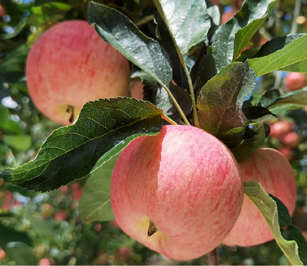 蘋果進入二次膨大期，不知道該怎樣施肥，司普沃來幫助大家