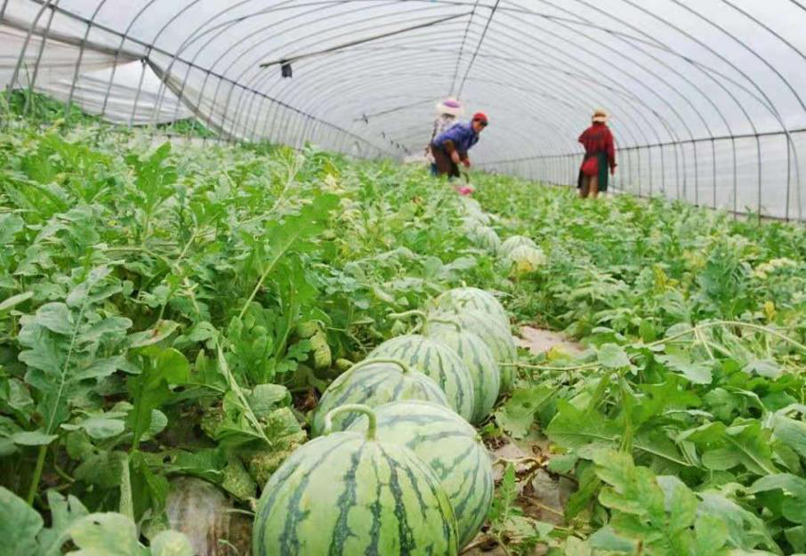 要想提高嫁接西瓜品質(zhì)，得知道這個關(guān)鍵技術(shù)