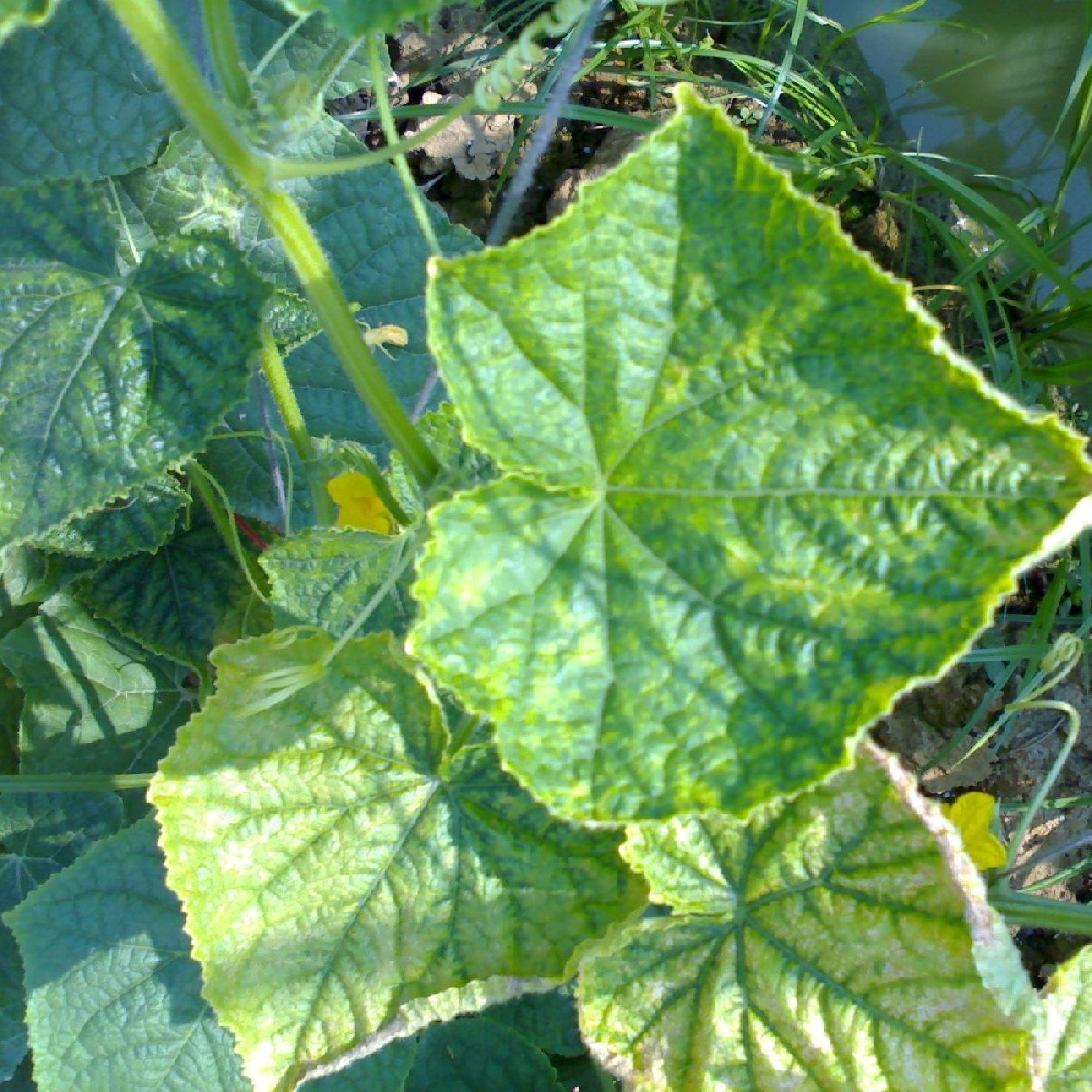 黃瓜出現(xiàn)黃葉，找不到病因，司普沃教您從這3方面查找