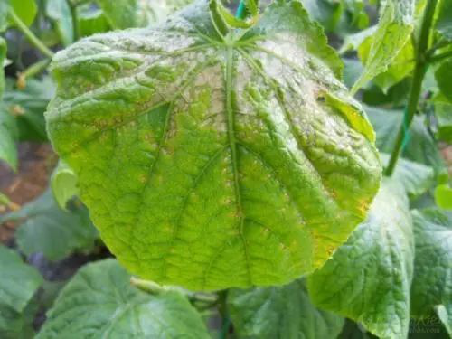 出現(xiàn)肥害的原因有很多，應(yīng)該怎樣解決呢？速看司普沃這篇文章！