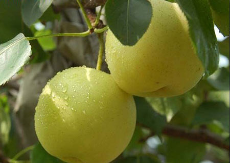 碭山酥梨糠化了，快與司普沃一起探究原因和解決方案吧！