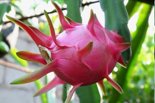 暴雨之后，火龍果園被淹！司普沃幫您進(jìn)行災(zāi)后補(bǔ)救