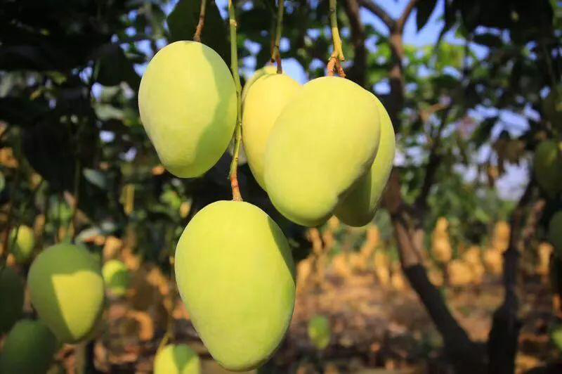 芒果落果嚴(yán)重，卻又得不到解決？司普沃來幫忙