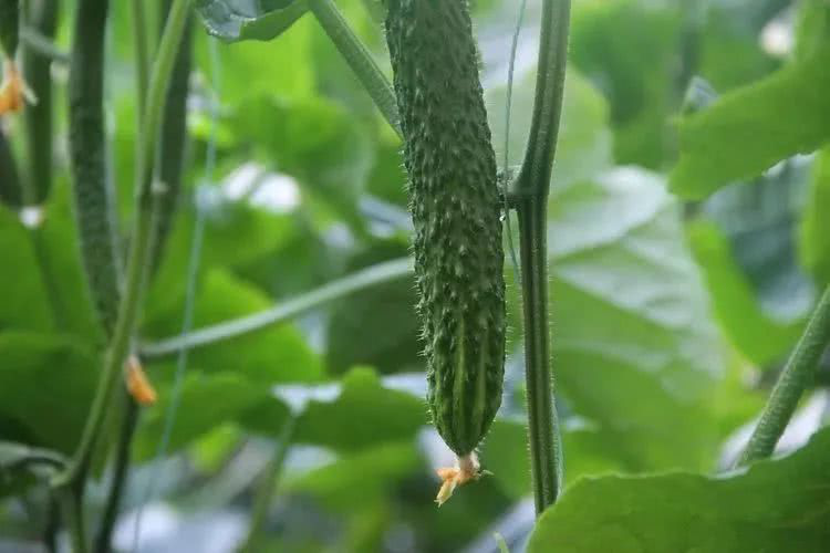 棚室黃瓜出現(xiàn)徒長(zhǎng)的原因是什么？該如何控制？速看司普沃這篇文章