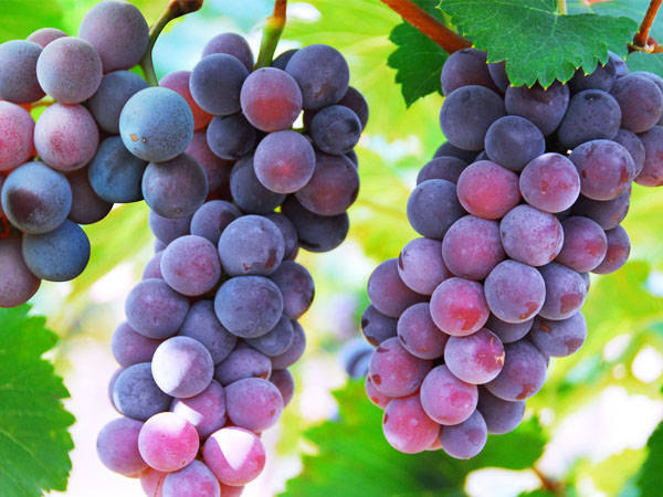 葡萄轉(zhuǎn)色期，突遇到返青怎么辦？司普沃幫您有效解決