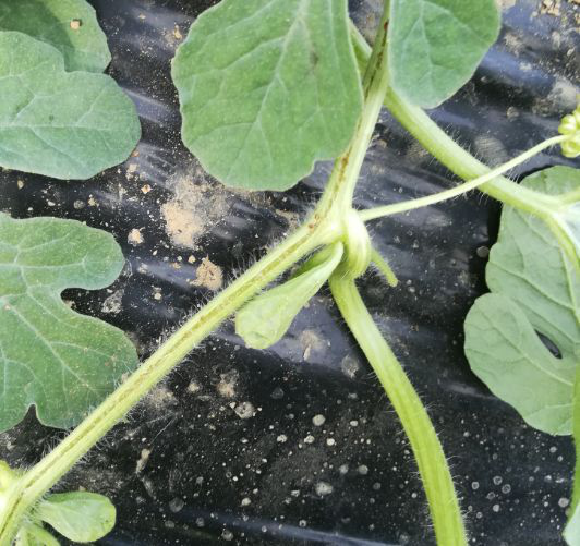 西瓜出現(xiàn)裂蔓，司普沃教您如何有效解決