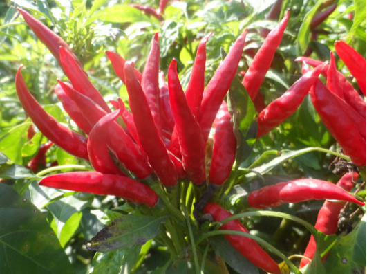 小米辣出現(xiàn)爛果，施藥后治標(biāo)未治本，司普沃教您如何有效解決