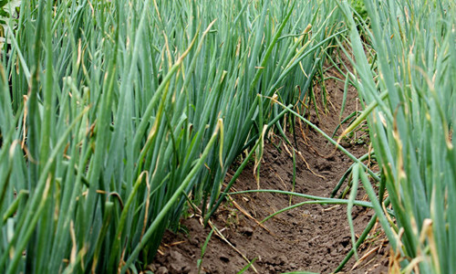 大蔥干尖黃葉，司普沃帶您了解原因及其防治措施！