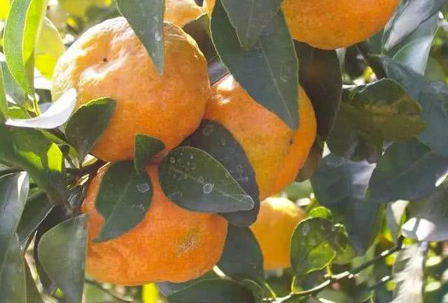 柑橘出現(xiàn)浮皮果，怎么辦？司普沃來幫您！