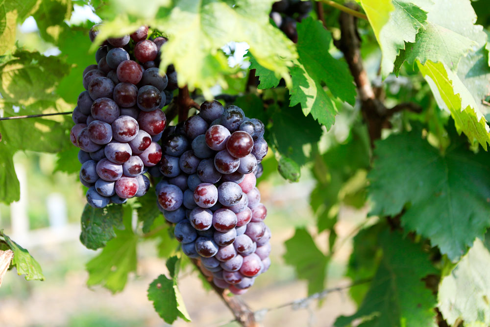 如何促進葡萄著色，司普沃教您幾招，速看！