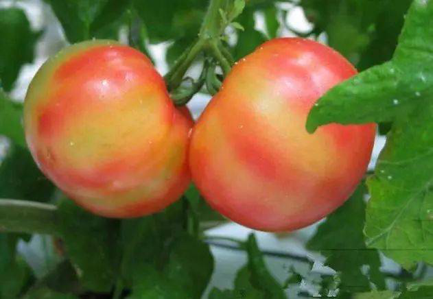 注意！秋茬西紅柿轉(zhuǎn)色不好，啥原因？速看司普沃這篇文章