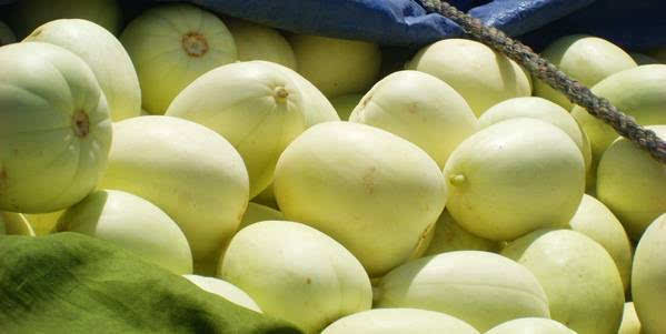 甜瓜出現(xiàn)早衰，司普沃告訴您早衰原因和防治措施，速看！