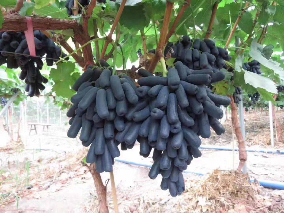 種植藍(lán)寶石葡萄，怎么使其高產(chǎn)呢？速看司普沃這篇文章