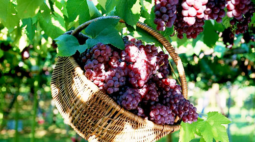 葡萄出現(xiàn)軟果？不知道原因？快與司普沃一起來尋找答案吧