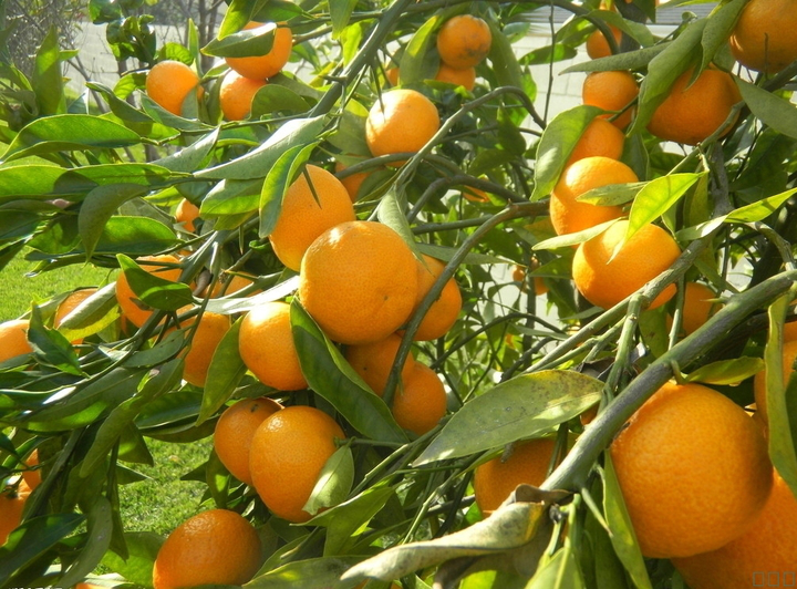 柑橘采前落果？是何原因？與司普沃一起來探究探究