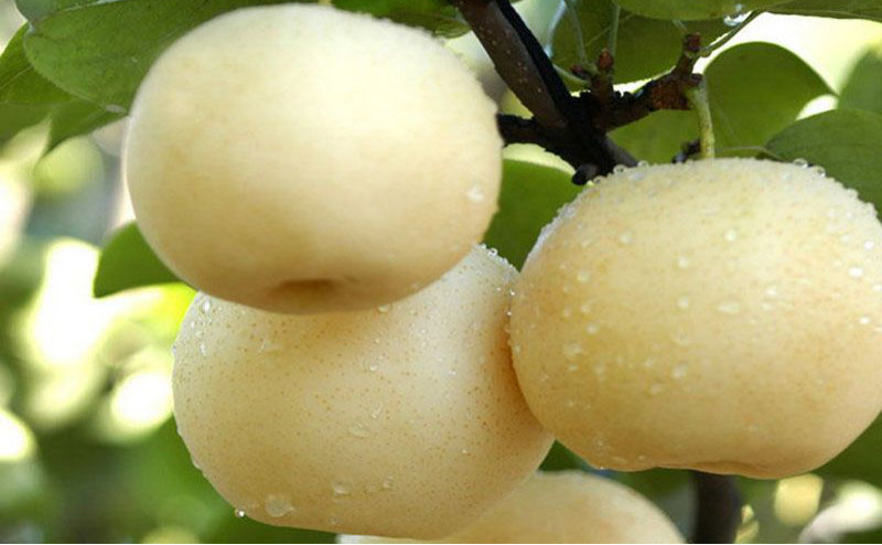 黃冠梨秋季如何管理？快與司普沃一起來看看！