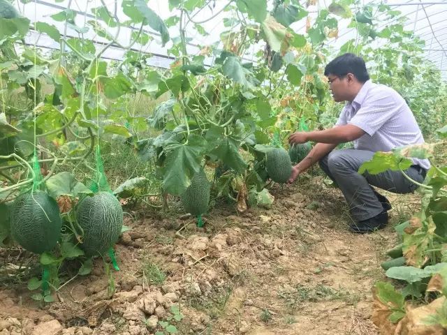 哈密瓜白粉病嚴(yán)重？如何進(jìn)行防治？司普沃為您解答