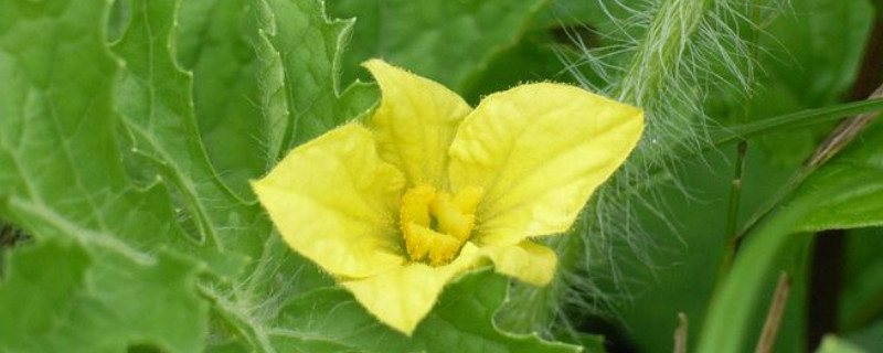 西瓜雄花無粉？這可嚴(yán)重了，與司普沃一起來看看該怎樣解決