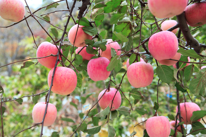 想要產(chǎn)出優(yōu)質(zhì)蘋果，8月份該補(bǔ)充什么呢？司普沃帶您來了解