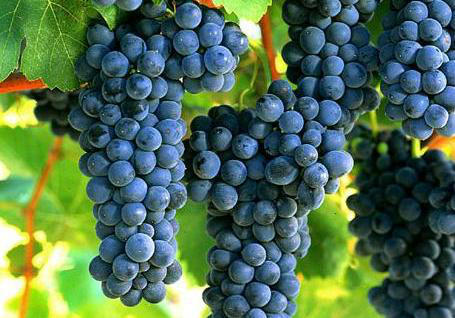 葡萄采收前一定要補(bǔ)充鈣，為什么呢？快與司普沃一起來看看