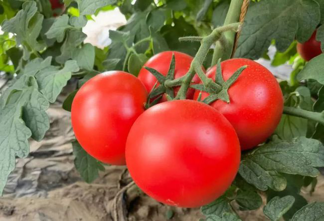 番茄定植前，防死棵需注意的幾個方面，與司普沃一起來看看
