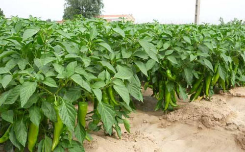 辣椒炭蛆病嚴(yán)重化，如何進(jìn)行有效防止？司普沃給出了答案