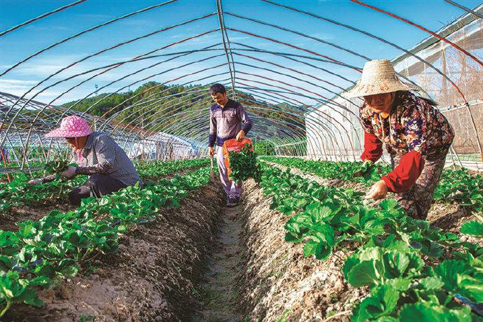 草莓栽后怎么補苗，才能獲得豐收，快與司普沃一起來看看