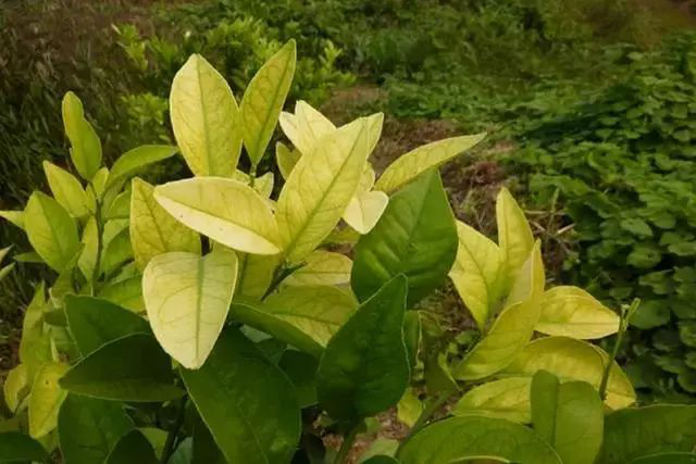 柑橘黃化是什么原因？我們該怎樣解決？速看司普沃這篇文章