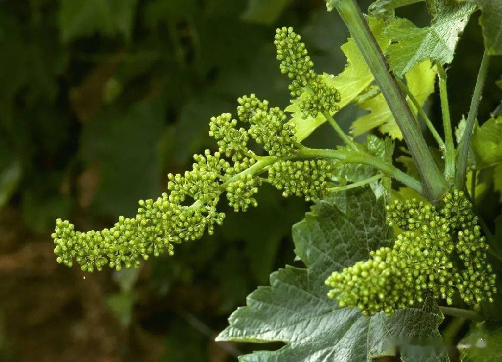 葡萄的花芽分化過程和管理，你了解多少呢？快與司普沃一起來看看