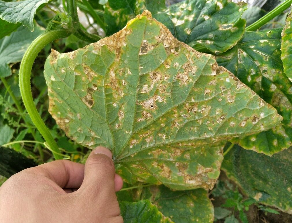 司普沃淺談黃瓜細(xì)菌性角斑病的防治技術(shù)與管理