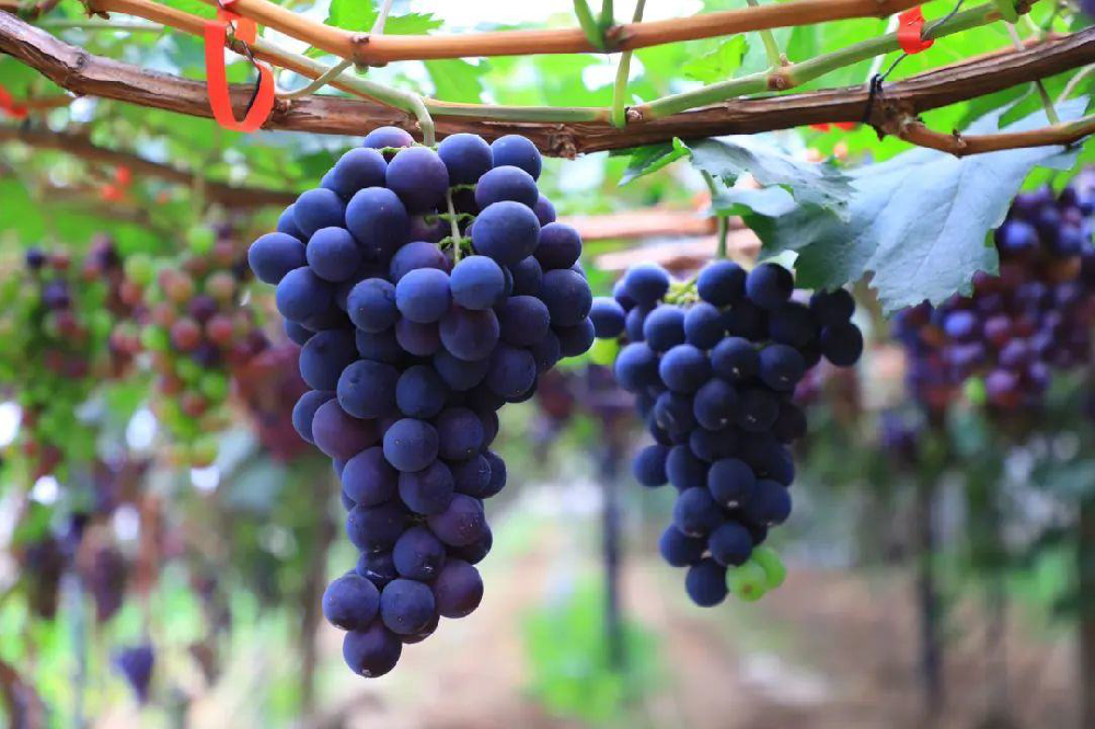 葡萄采收后如何管理？從哪里管理？速與司普沃一起了解一下