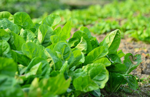 蔬菜根系弱、花少、病害多，怎么辦？與司普沃一起來看看