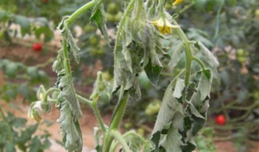 番茄青枯病防治技術(shù)與管理