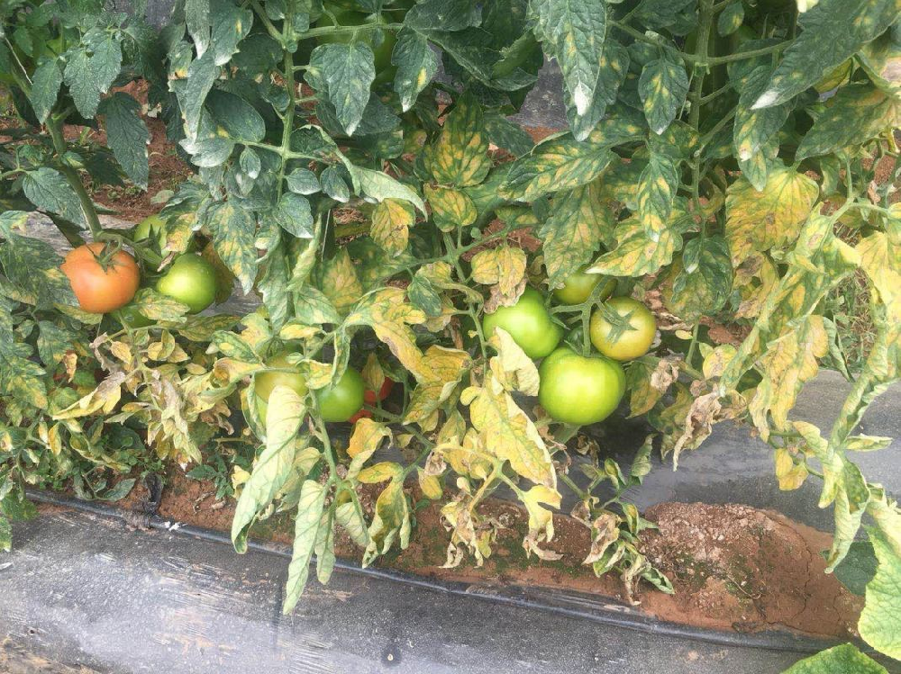 番茄葉霉病如何防治？司普沃為您解答