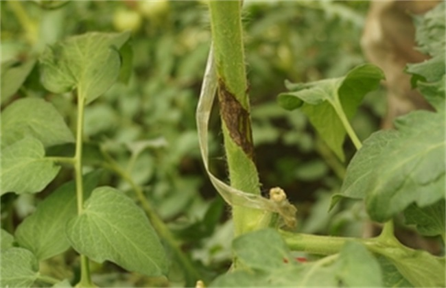 番茄芽枯病是啥原因造成的，又該怎么防治？司普沃為您輕松解決