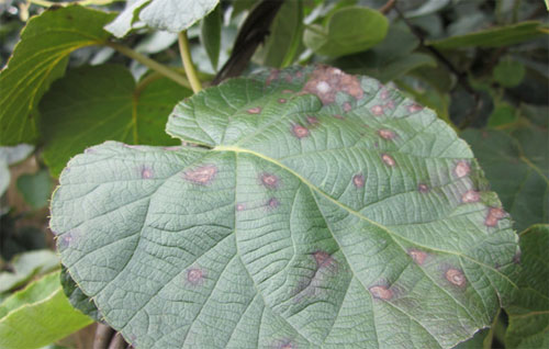 獼猴桃黑斑病怎么防治？司普沃為您解答