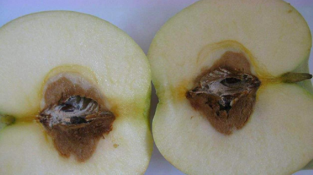 蘋(píng)果霉心病發(fā)病規(guī)律及防治技術(shù)